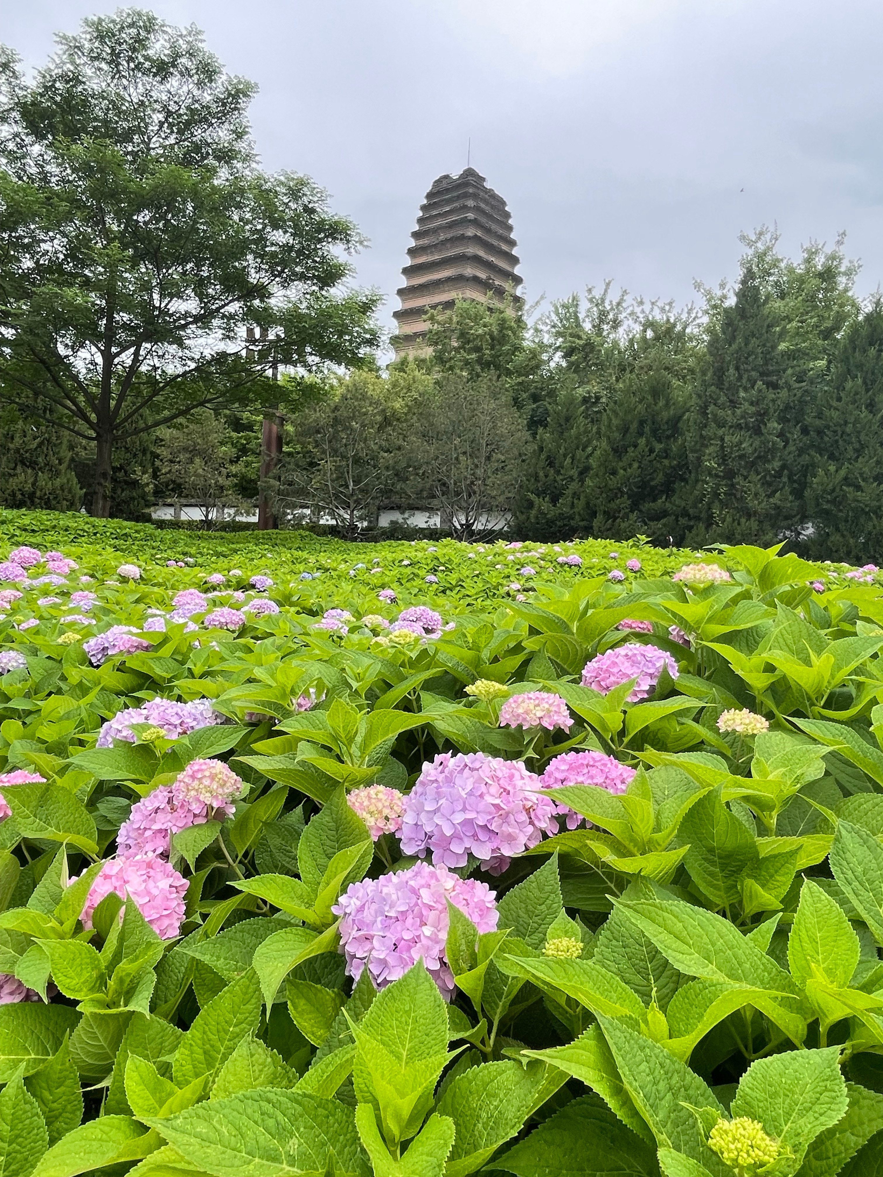 小雁塔绣球花绽放的绚丽篇章，早春之美的独特诠释